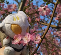 公园的花开了